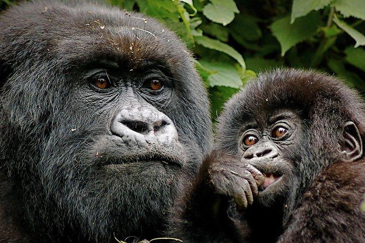 3-Daagse Mountain Gorilla trekkingsafari - Volcanoes NP