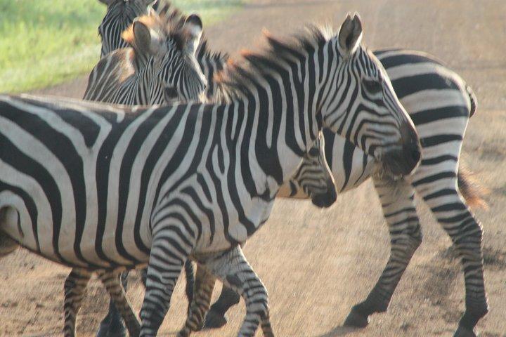 11 dias em Uganda Wildlife Adventure Safari