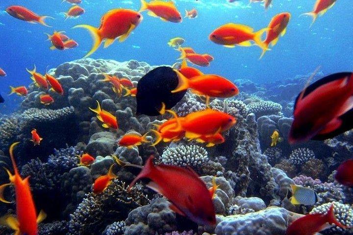 Röda havet Hurghada och Snorkling Tour