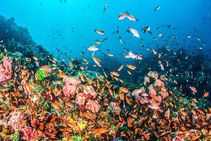 Röda havet Hurghada och Snorkling Tour