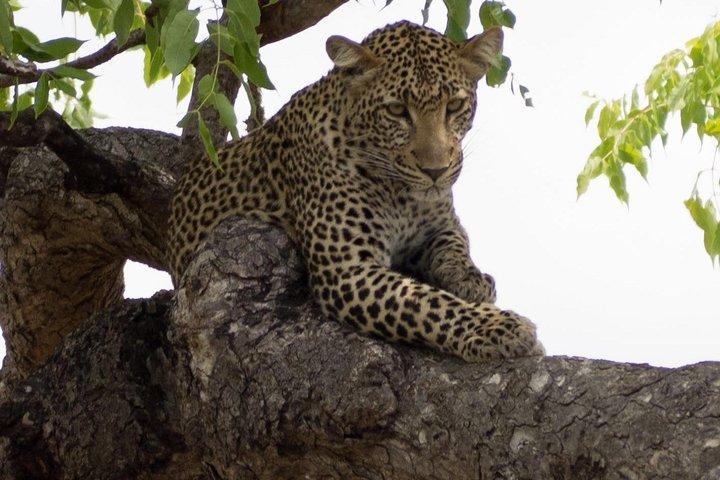 4 Dias Mikumi & Nyerere Park com Safari de Barco e Cultura Masai
