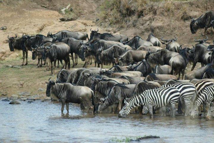 5 Tage Highlights von Kenia