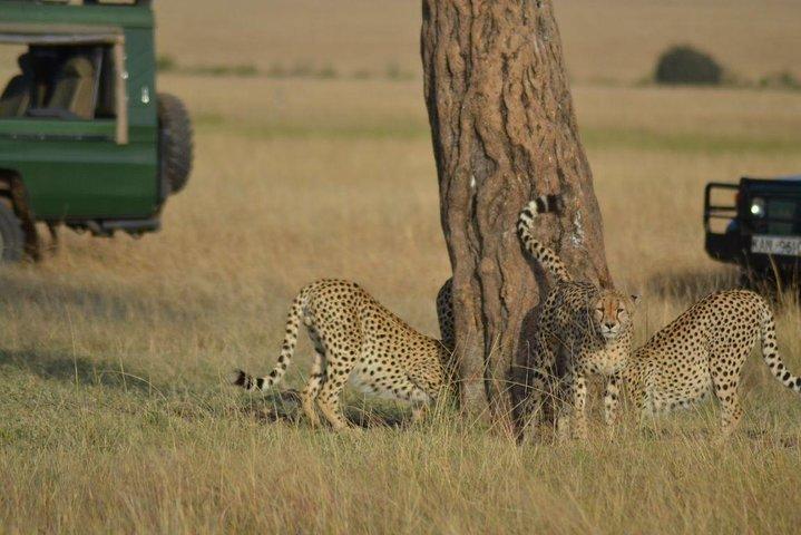 Punti salienti di 5 giorni del Kenya