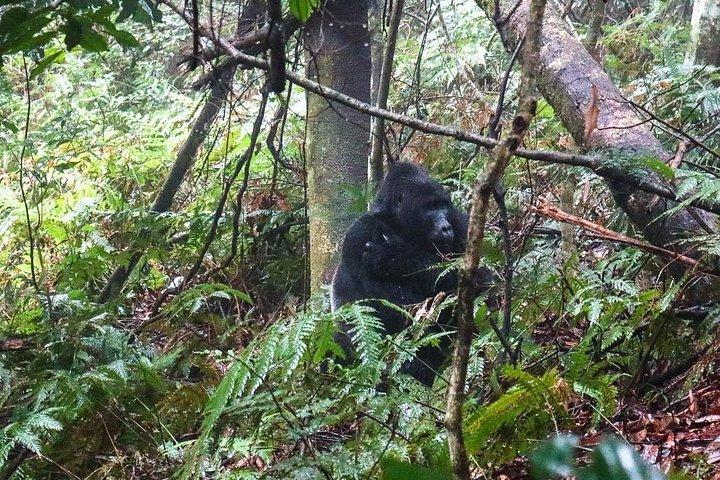 東アフリカアドベンチャーサファリを組み合わせた20日間