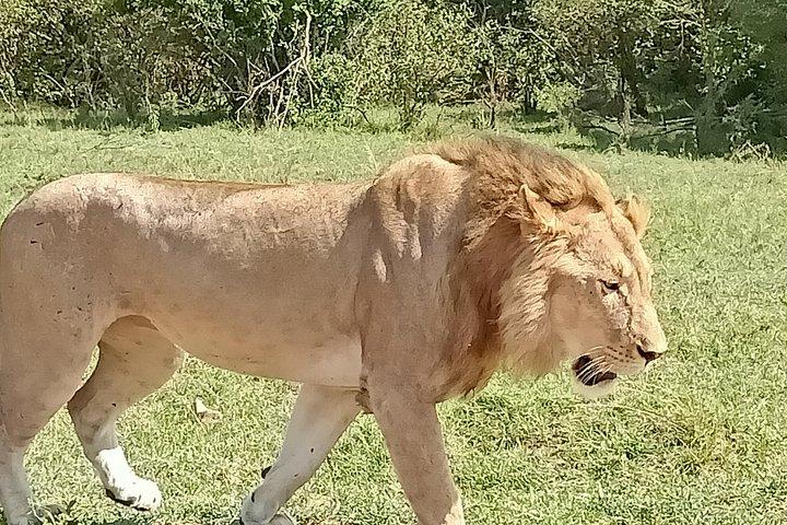 Safari naturalistici e progetti di conservazione