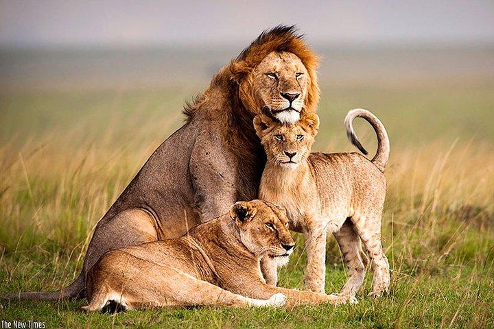 9 giorni Ruanda Wildlife & Congo Nilo Nature Experience
