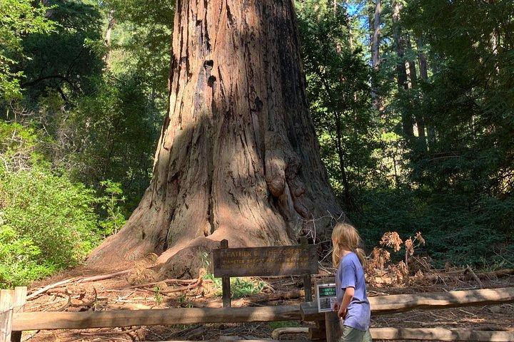 Silicon Valley Tech Tour & Redwood Forest Day Trips