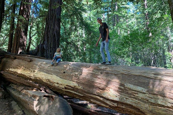 Silicon Valley Tech Tour & Redwood Forest Day Trips
