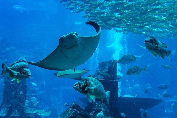 ブルジュ・ハリファ（シルバー）、ドバイ水族館、UWZ＆ペンギン入り江チケット