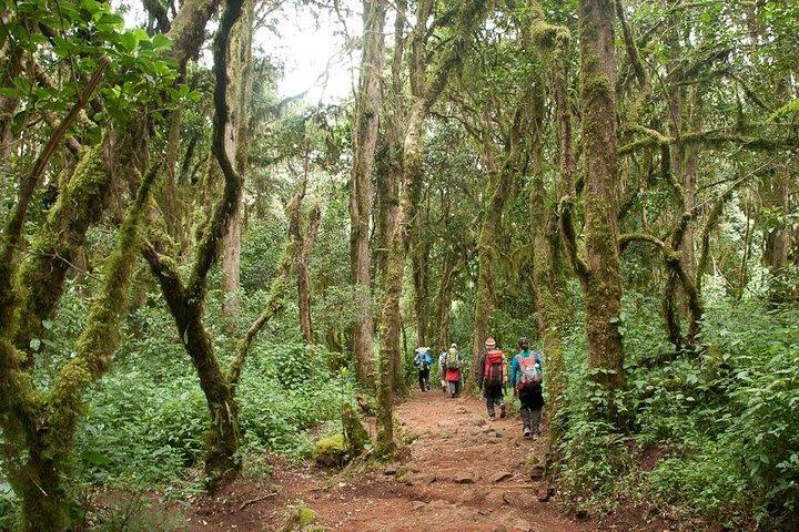 マチャメルート経由の1日キリマンジャロ登山