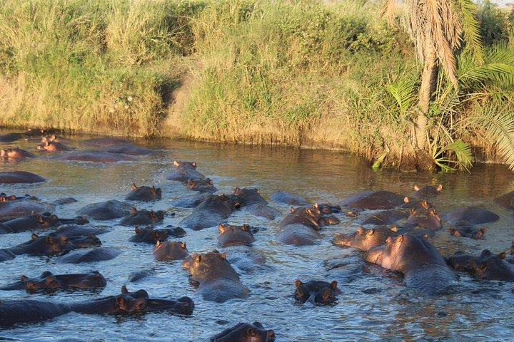 Vandring vid Udzungwa-bergen och rundtur i Nyerere National Park