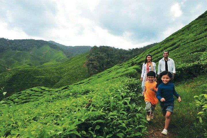 7 - Tagestour über Land : Entdecken Sie die Wunder Malaysias