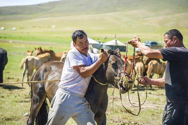 12 dage Gobi-ørkenen og ekspress Mongoliet