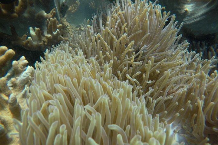 Cham Island Sea Trek og Snorkling af Speedboat