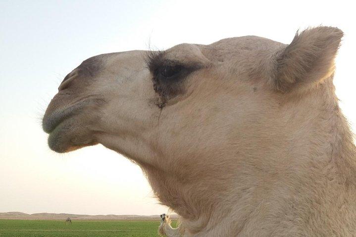 Erlebnis Rundreise Königreich Saudi Arabien in kleiner Gruppe dt. Reiseleitung