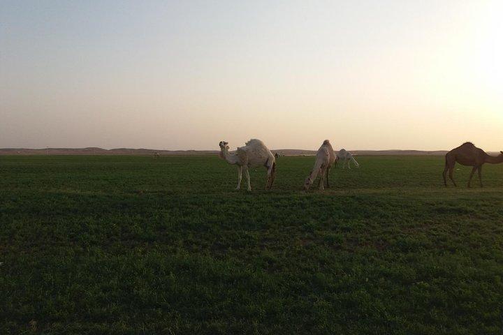 Erlebnis Rundreise Königreich Saudi Arabien in kleiner Gruppe dt. Reiseleitung