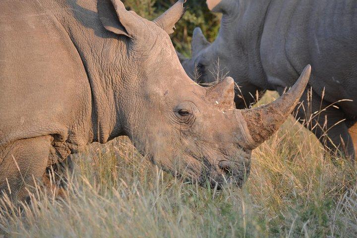 Afrikaanse Safari in Pilanesberg National Park - 1 dag avontuur
