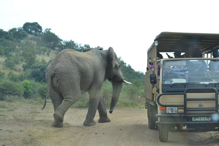 Afrikaanse Safari in Pilanesberg National Park - 1 dag avontuur