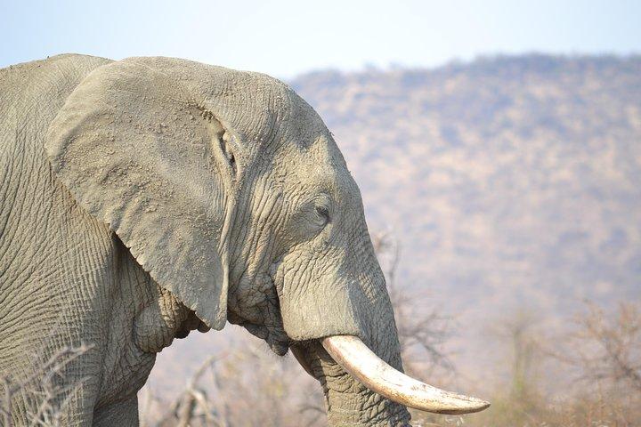 Afrikaanse Safari in Pilanesberg National Park - 1 dag avontuur