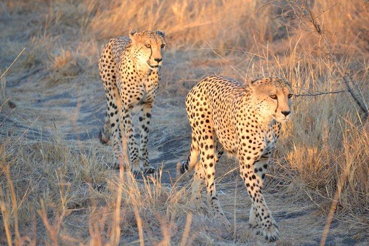 Afrikaanse Safari in Pilanesberg National Park - 1 dag avontuur