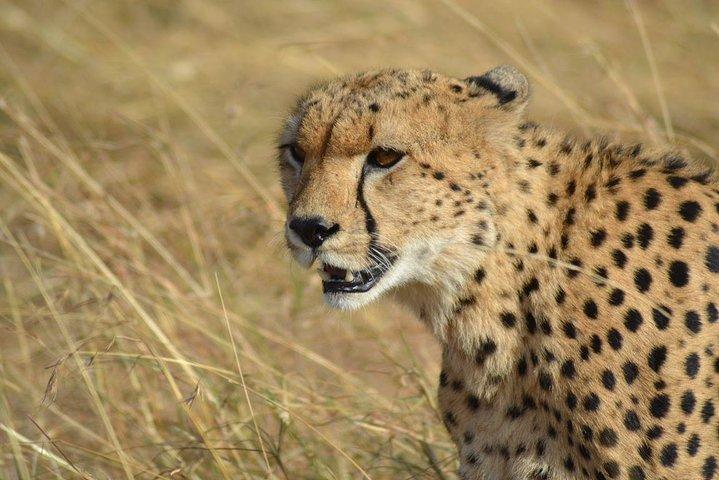 7 dages special Kenya safari