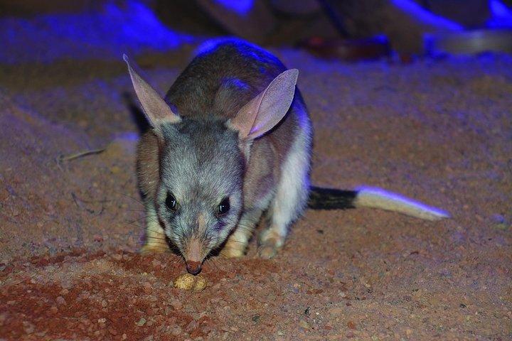 Algemeen toegangsbewijs voor Kuranda Koala Gardens