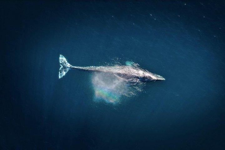 オアフ島でのホエールウォッチング2時間