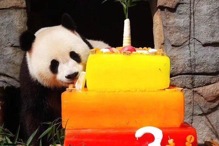 Dujiangyan Panda Base og Mount Qingcheng