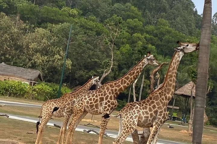 パンダを見る広州チャイムロンサファリパークとサーカスプライベートツアー