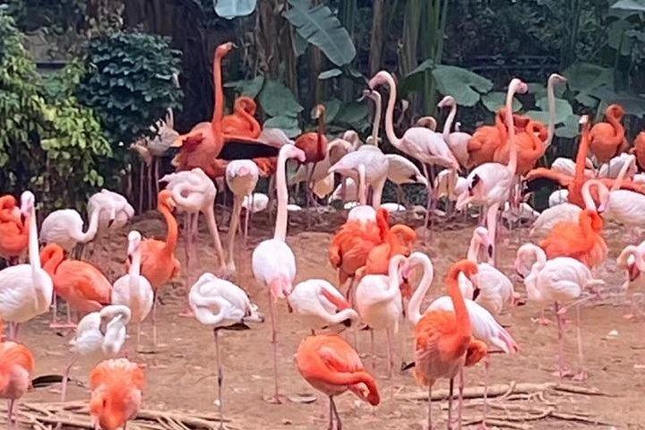 パンダを見る広州チャイムロンサファリパークとサーカスプライベートツアー