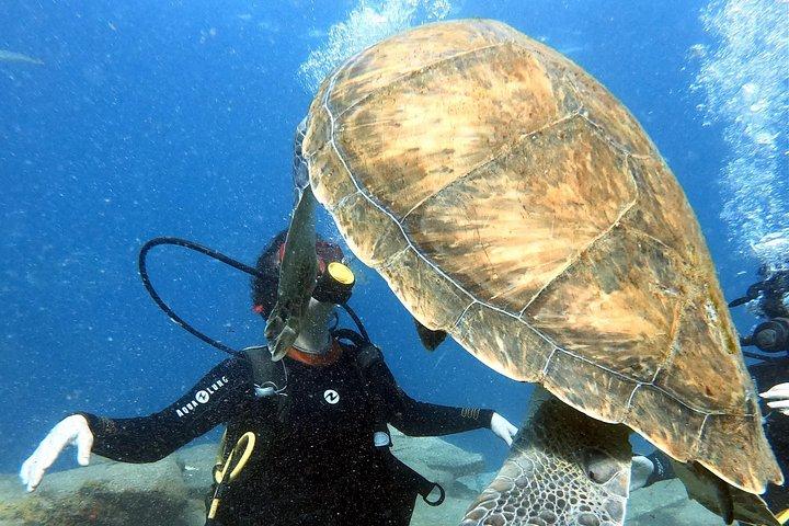 タートル ハビタットでスキューバ ダイビング体験を発見