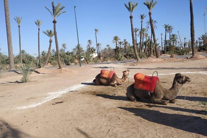 Marrakech Express Excursion From Casablanca with Camel Riding