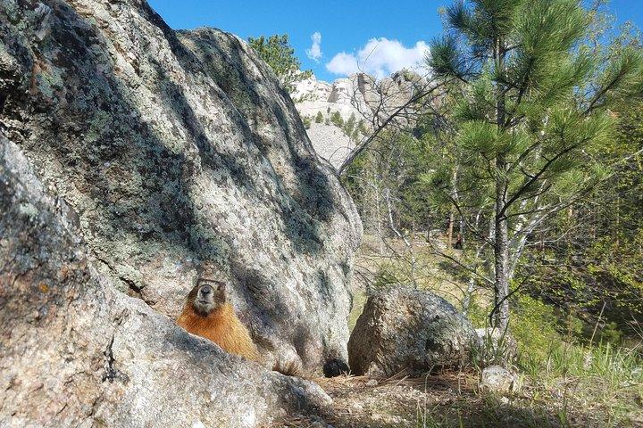 プレミアプライベートツアー:Mt Rushmore、CrazyHorse & Custer State Park
