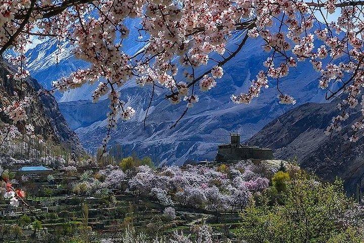 Visite de Cherry Blossom - Vallée de la Hunza