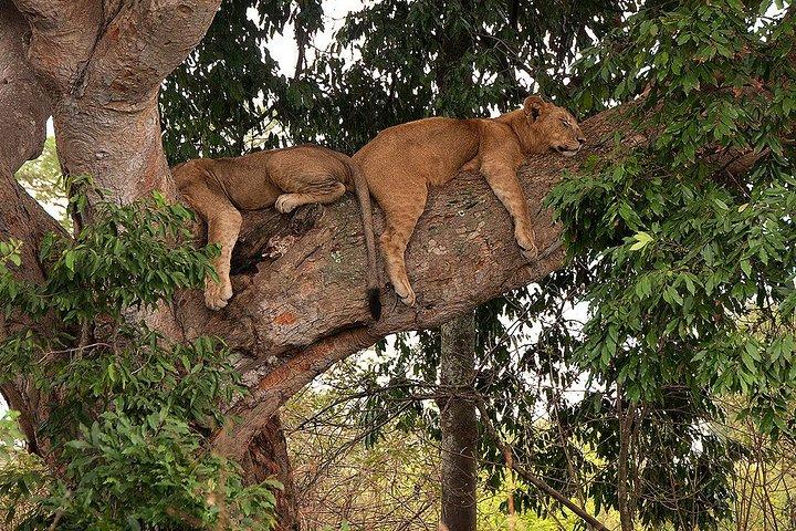 Uganda a pérola da África Safari completo de 20 dias na vida selvagem