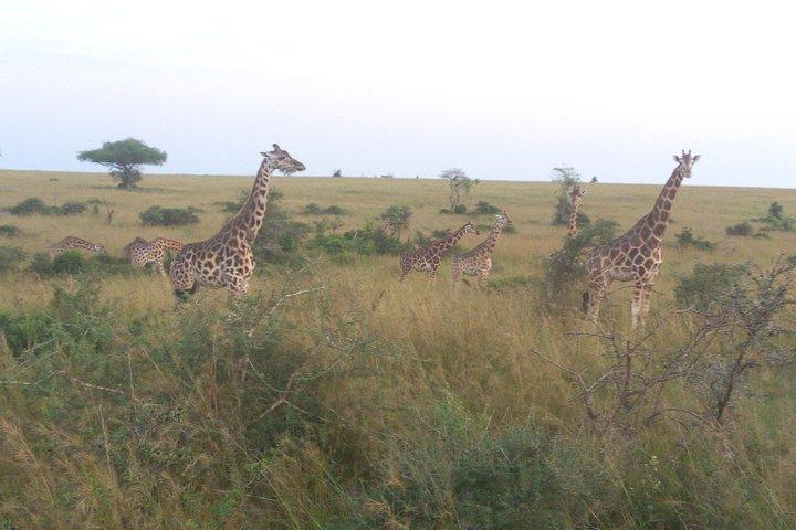Safari di 3 giorni a Murchison Falls