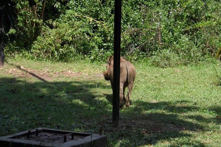 Safari di 3 giorni a Murchison Falls