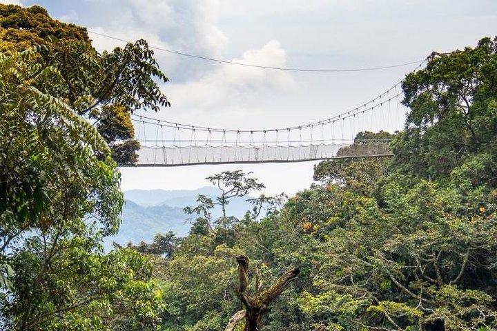 2 dias de caminhada no dossel e trekking no chimpanzé