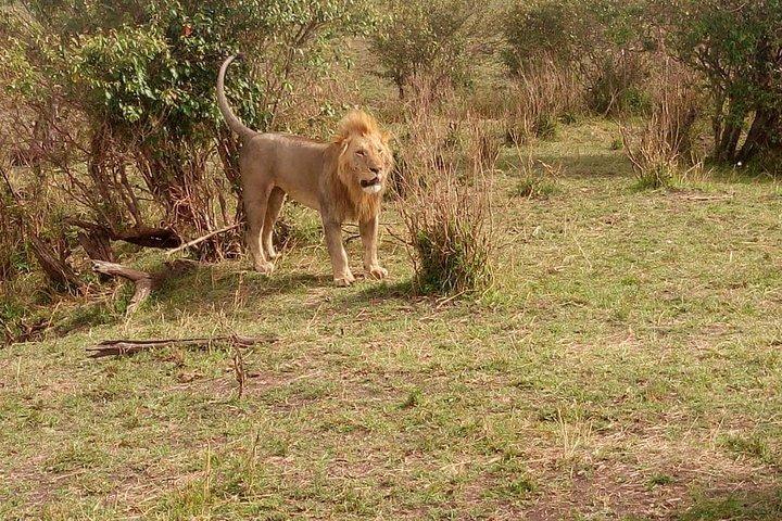 Safári de 3 dias em Maasai Mara Budget Camping Group
