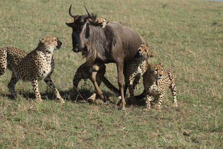 Safari de 3 dias na cratera de Ngorongoro no lago Manyara