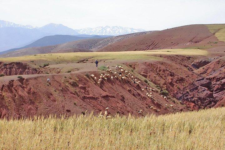 アトラス山脈の半日ウォーク-ユニークな体験