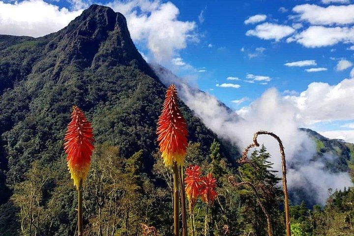 Tour Cocora Valley hummingbird circuit