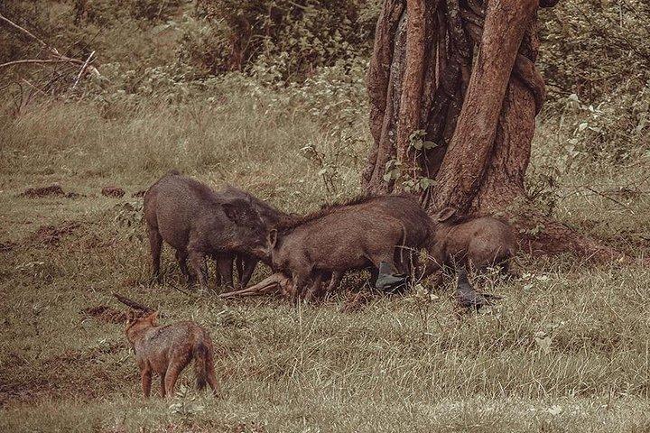 コロンボ発ウダワラウェ サファリとウォールペイン洞窟の日帰りツアー