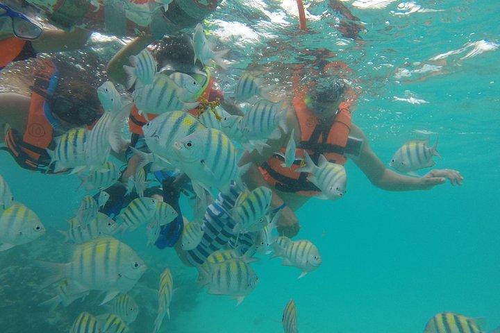 Swim with sea turtles