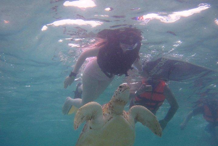 Swim with sea turtles