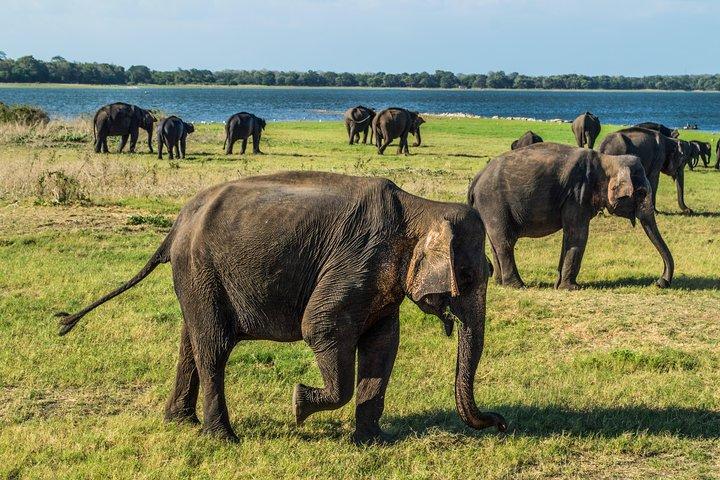 ミネリヤ国立公園でのプライベート ジープ サファリ