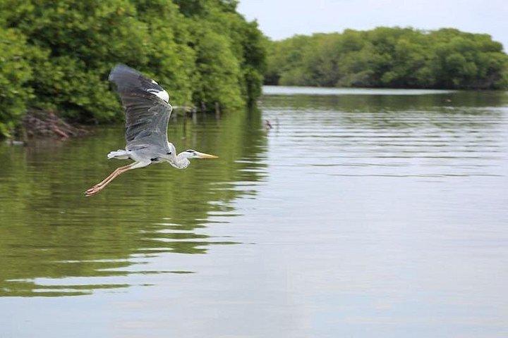ムトゥラジャウェラバードウォッチングボートツアー