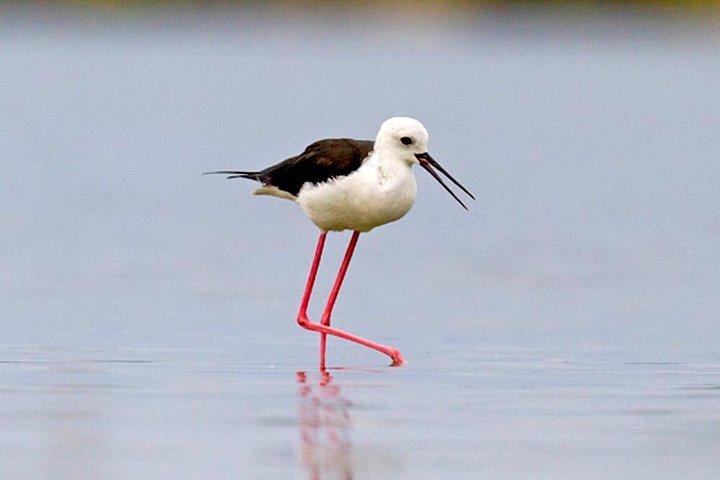 ムトゥラジャウェラバードウォッチングボートツアー