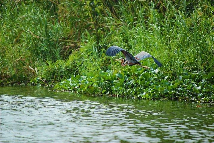 ムトゥラジャウェラバードウォッチングボートツアー