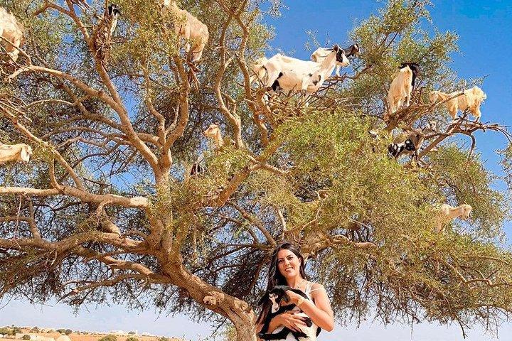 マラケシュからエッサウィラ モガドールへの日帰り旅行 |少人数のグループ